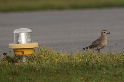 Buff-breasted Sandpiper - ML284481301