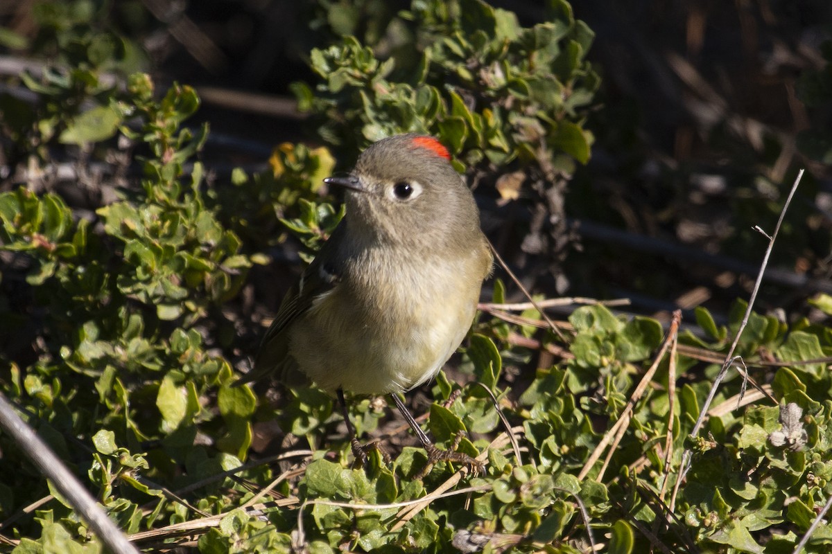 Ruby-crowned Kinglet - ML284481701