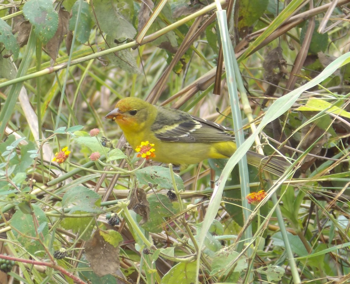 Western Tanager - ML284482901