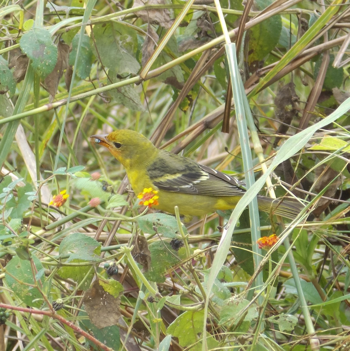 Western Tanager - ML284482911