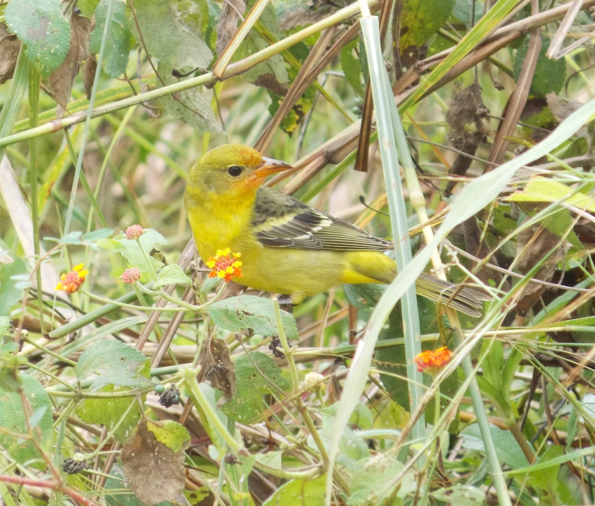 Western Tanager - ML284482921