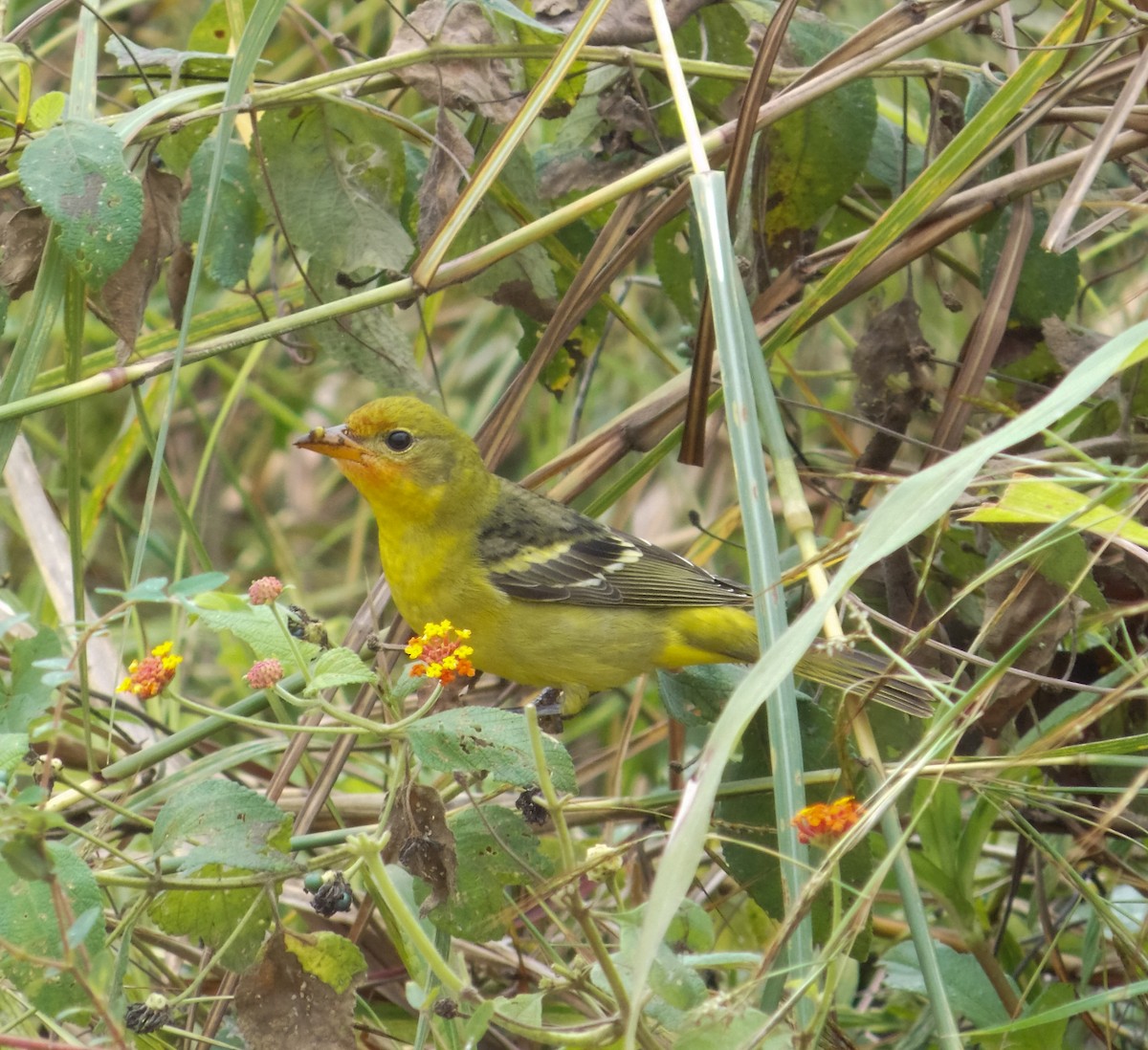 Western Tanager - ML284482931