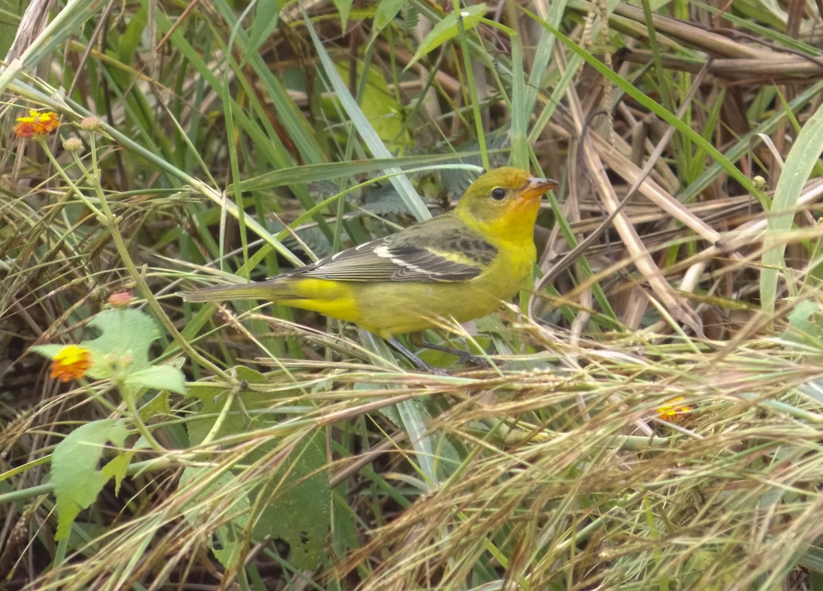 Western Tanager - ML284482941
