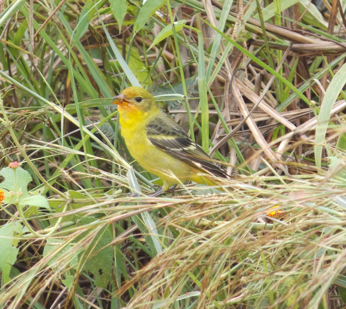 Western Tanager - ML284482951