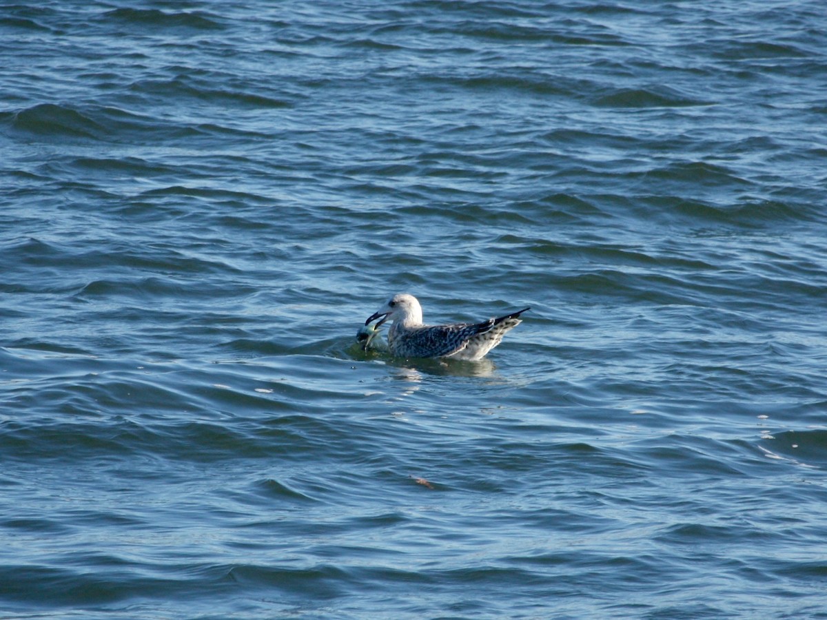 Great Black-backed Gull - ML284484011