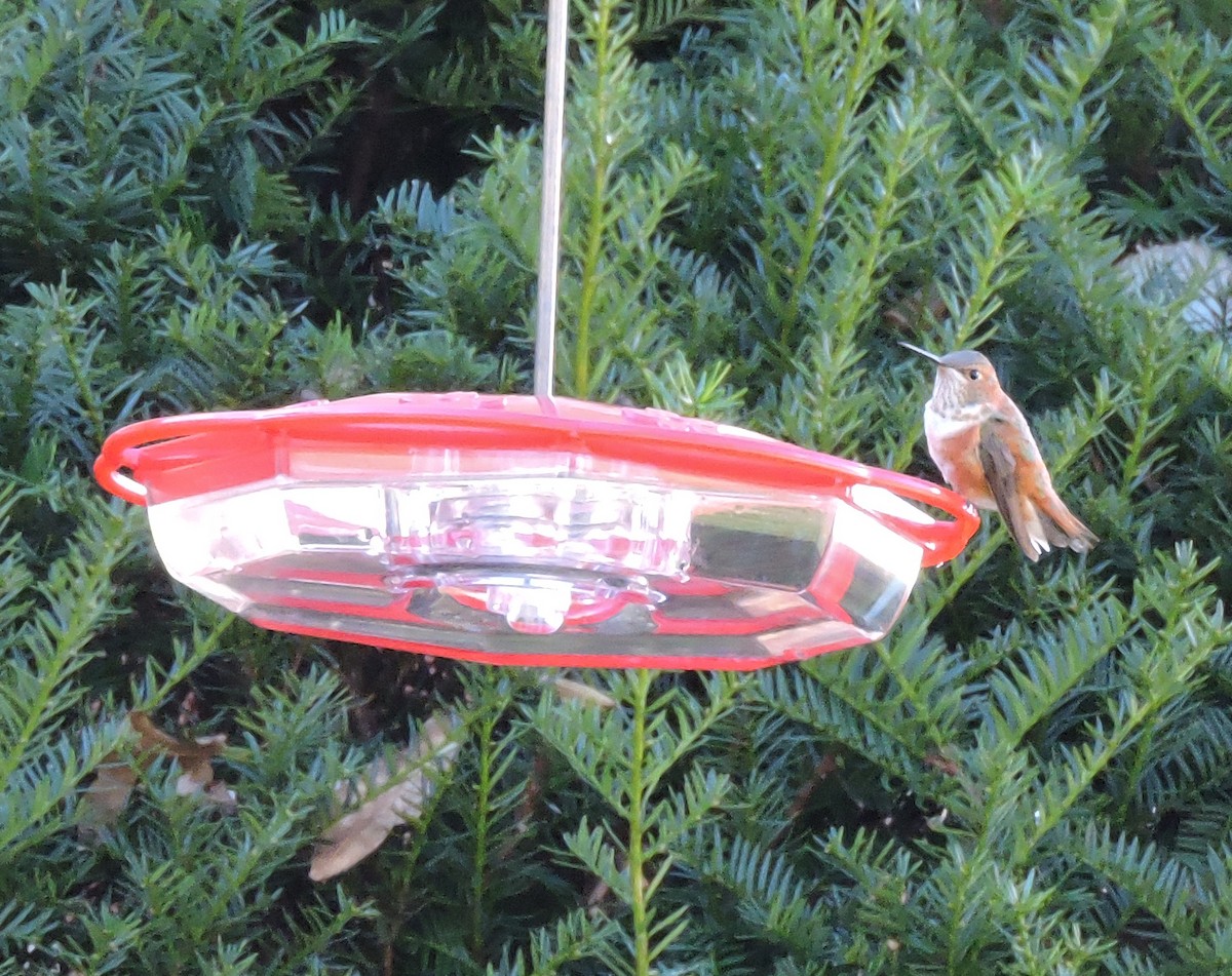 Rufous Hummingbird - ML284486151