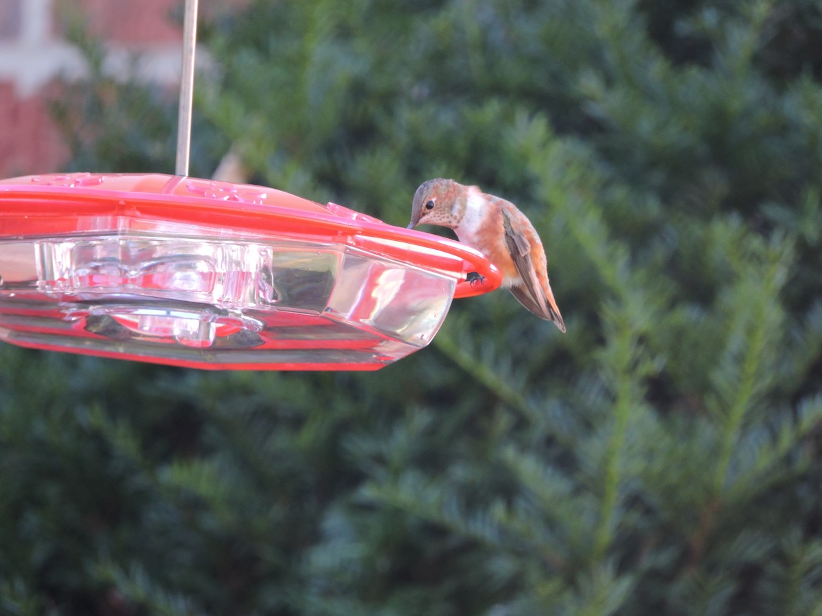 Rufous Hummingbird - ML284486171