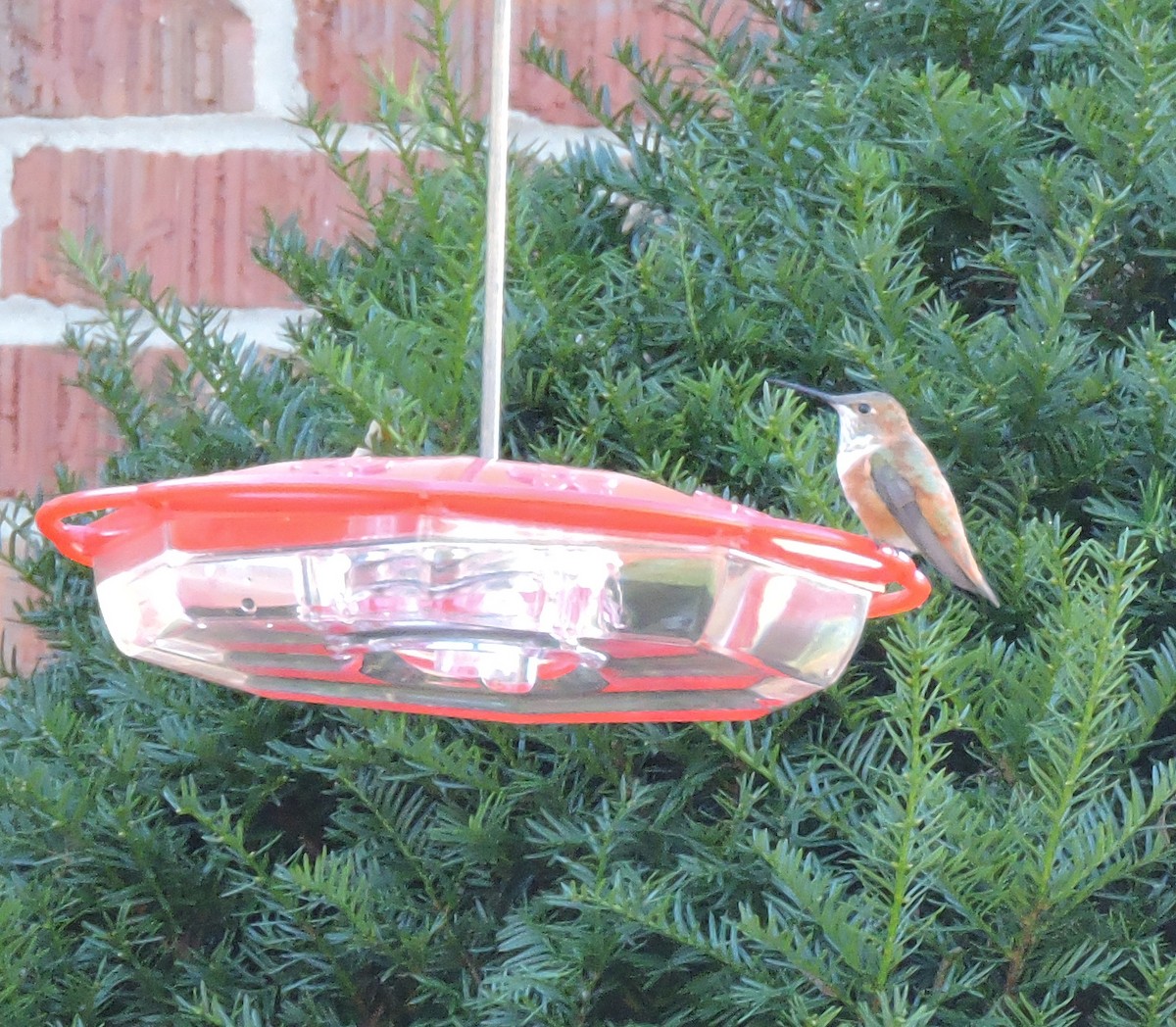 Rufous Hummingbird - ML284486281