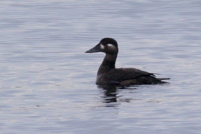 Surf Scoter - ML284486391