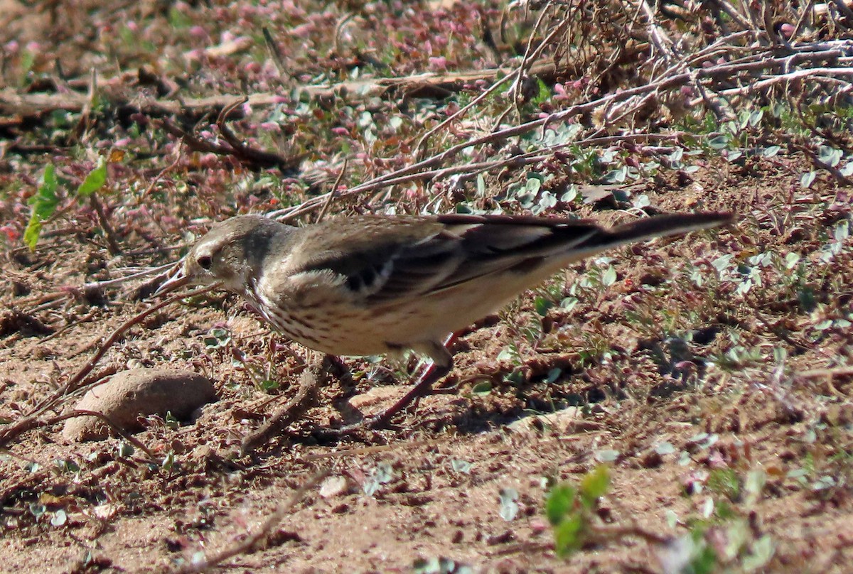 American Pipit - ML284486861