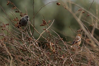 Hawfinch - Kris Webb