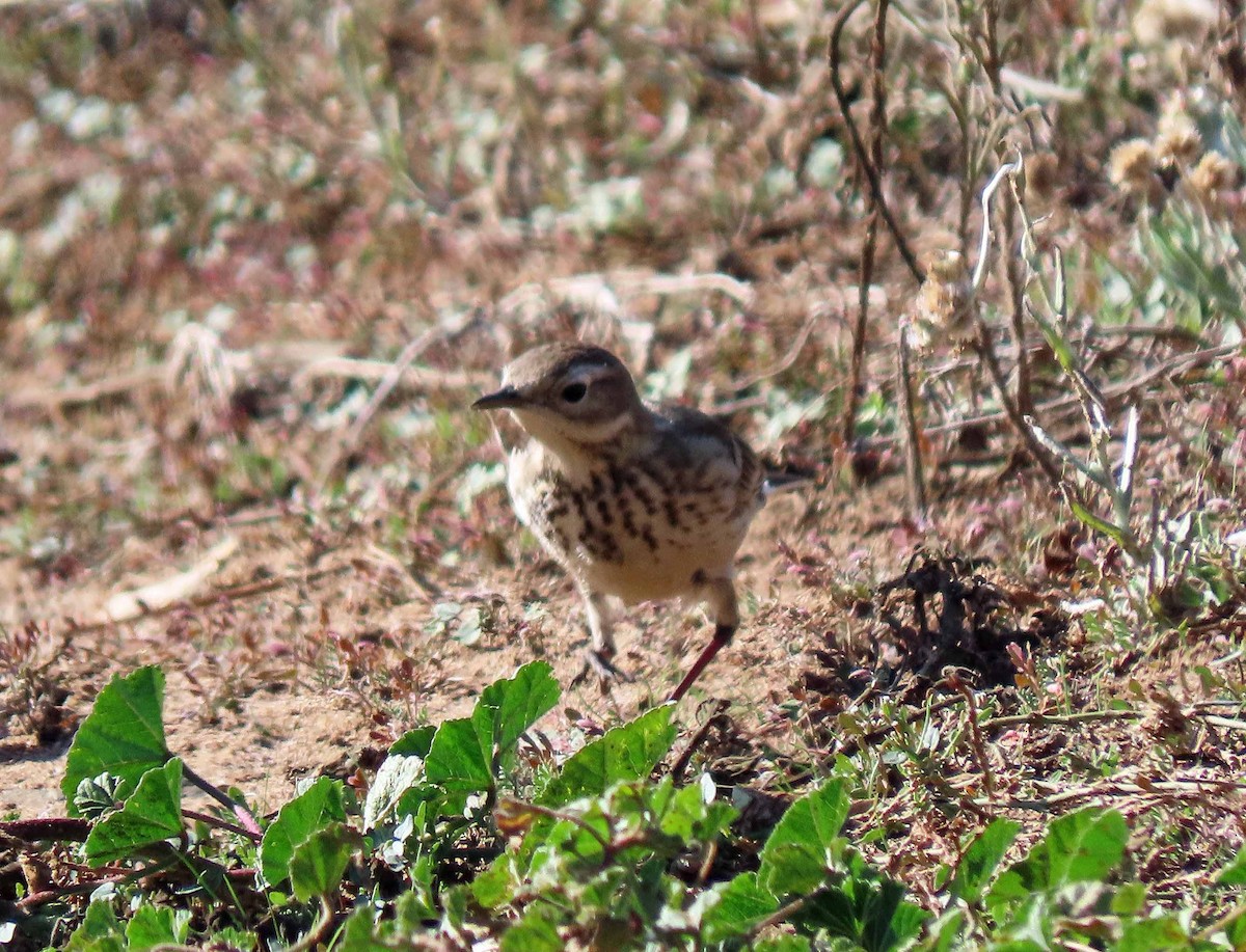 American Pipit - ML284486881