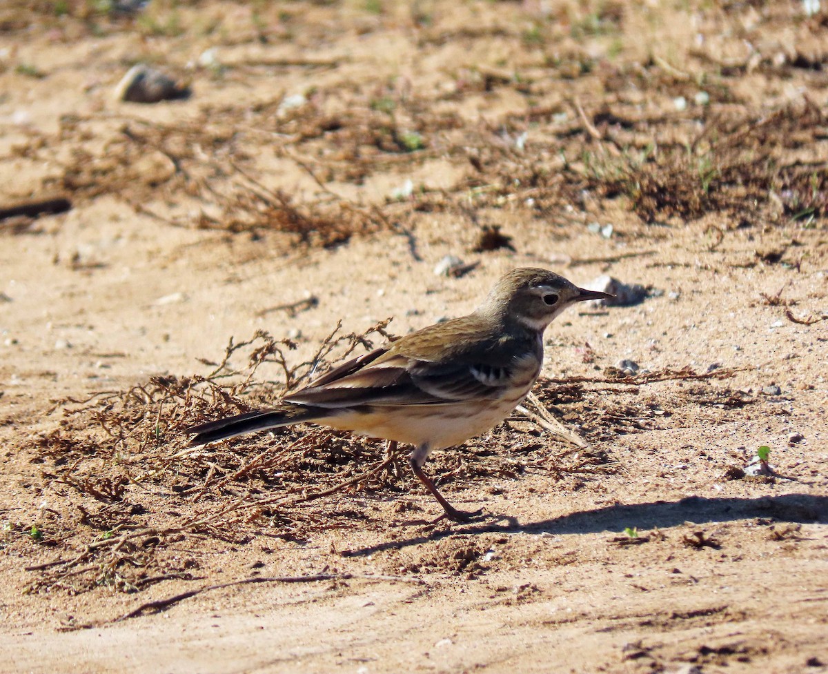 American Pipit - ML284486891