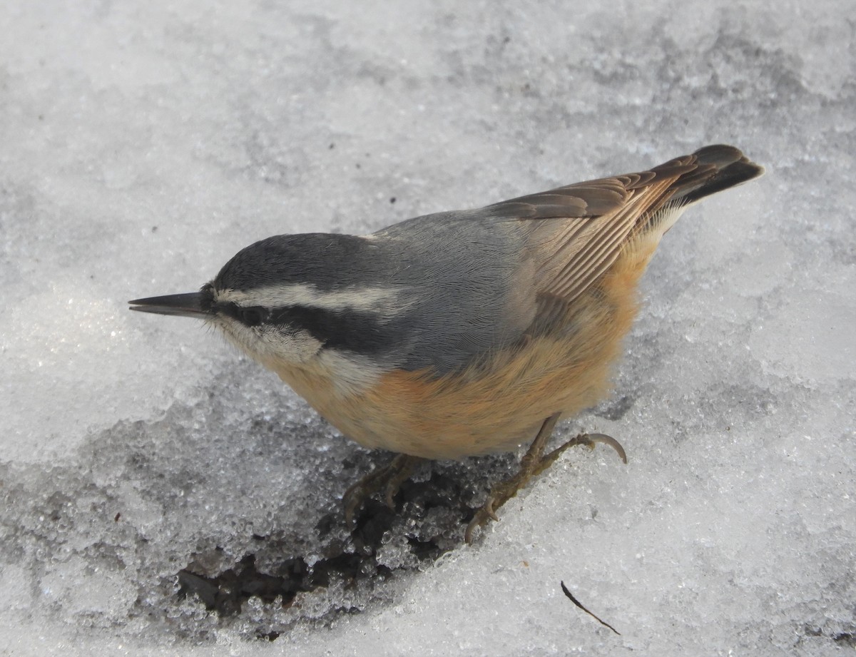 Red-breasted Nuthatch - ML284487591