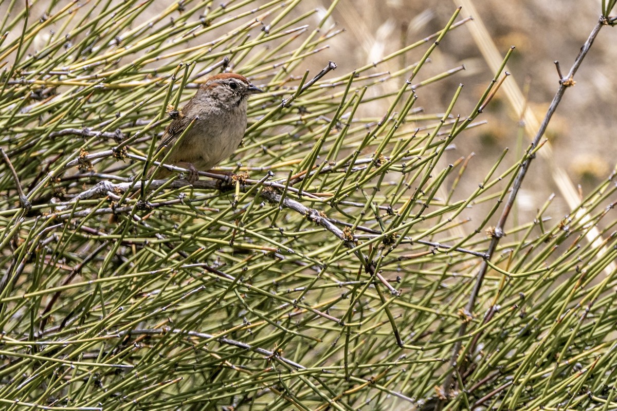 rustkronespurv - ML284487981