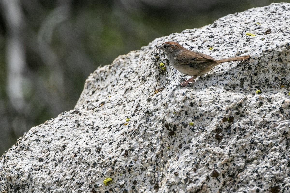 Rufous-crowned Sparrow - ML284488021