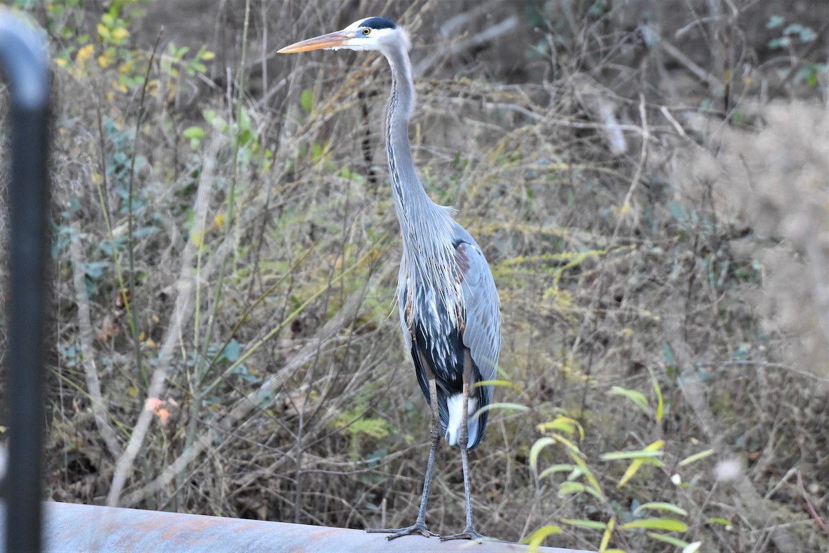 Great Blue Heron - ML284489591