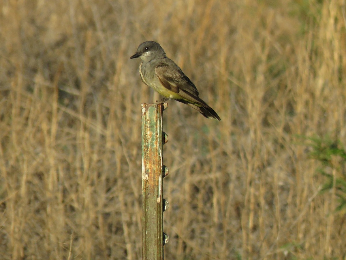 Cassin's Kingbird - ML284489871