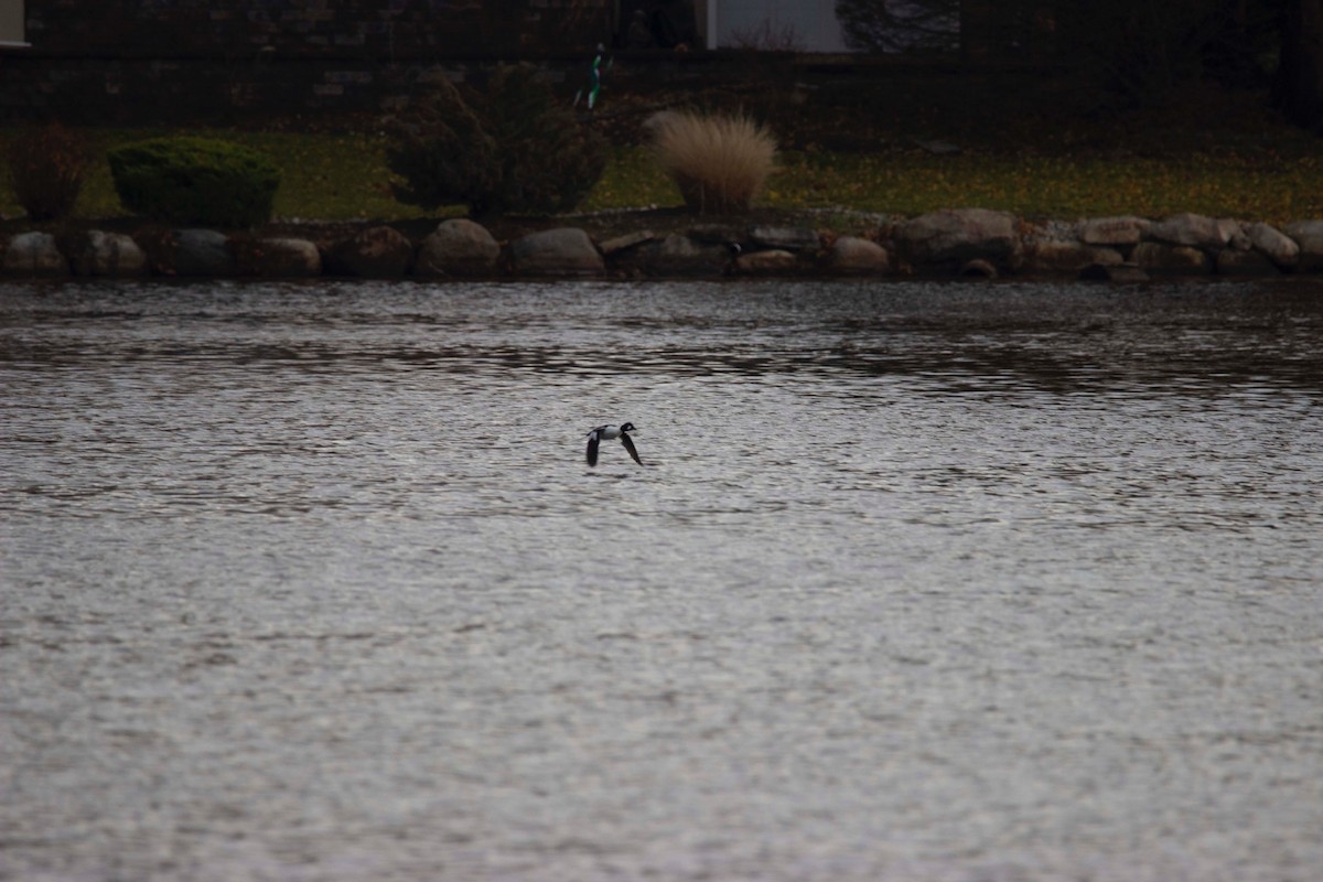 Common Goldeneye - ML284489981