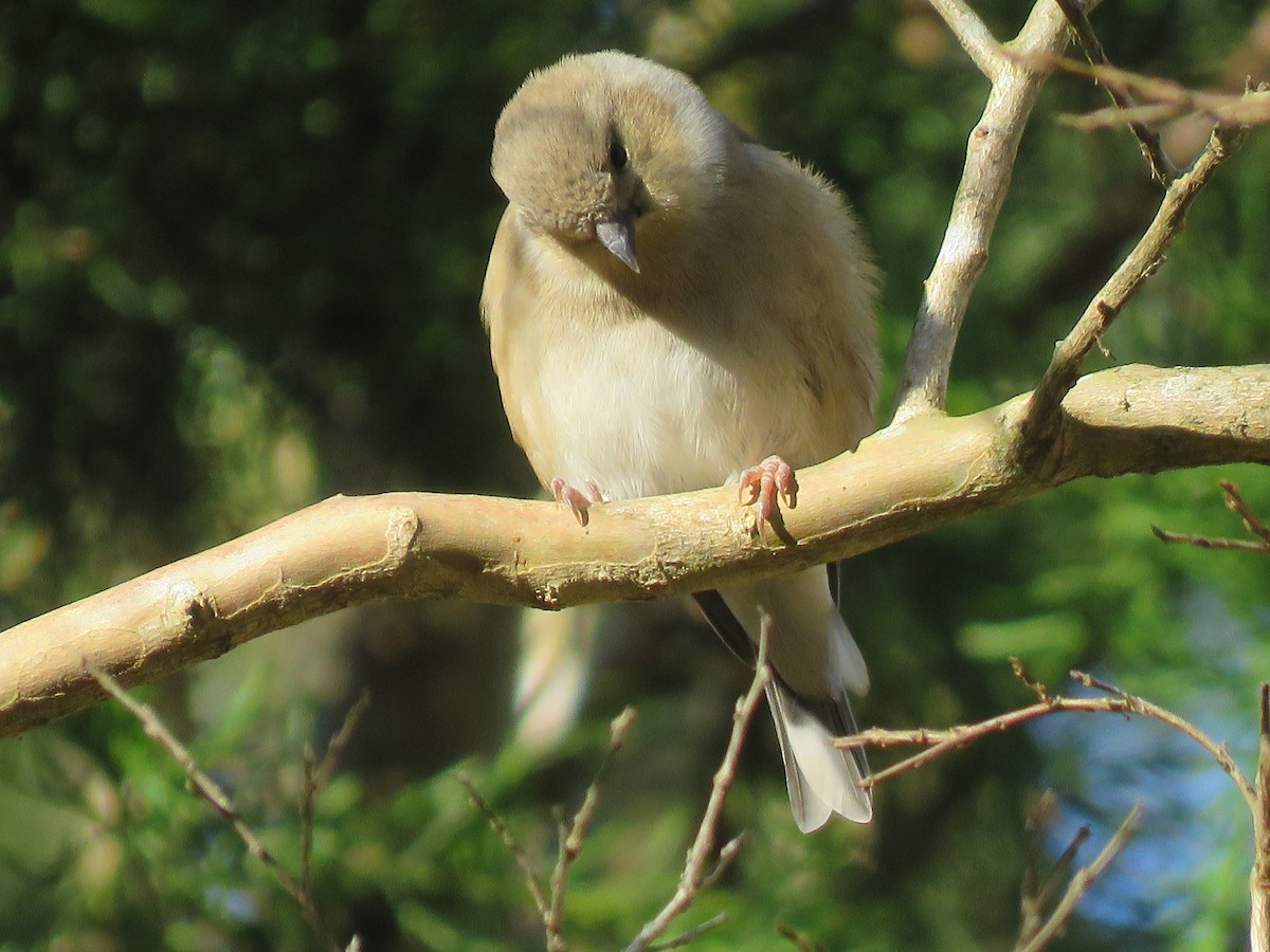 American Goldfinch - ML284491191