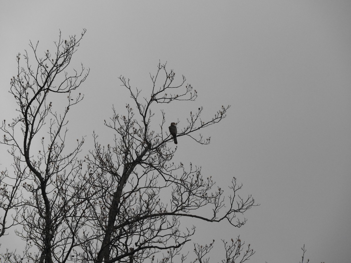 Cooper's Hawk - ML284491281