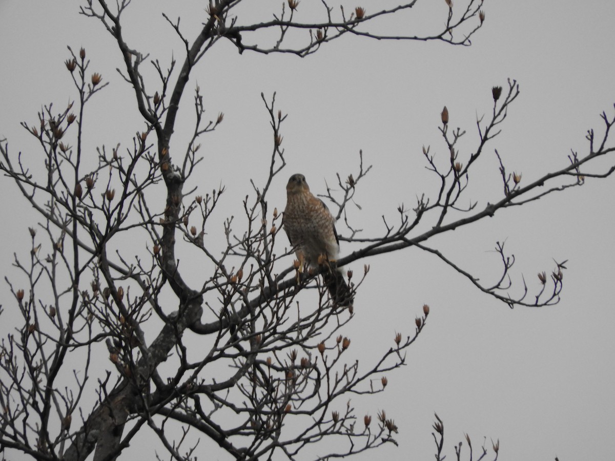 Cooper's Hawk - ML284491301