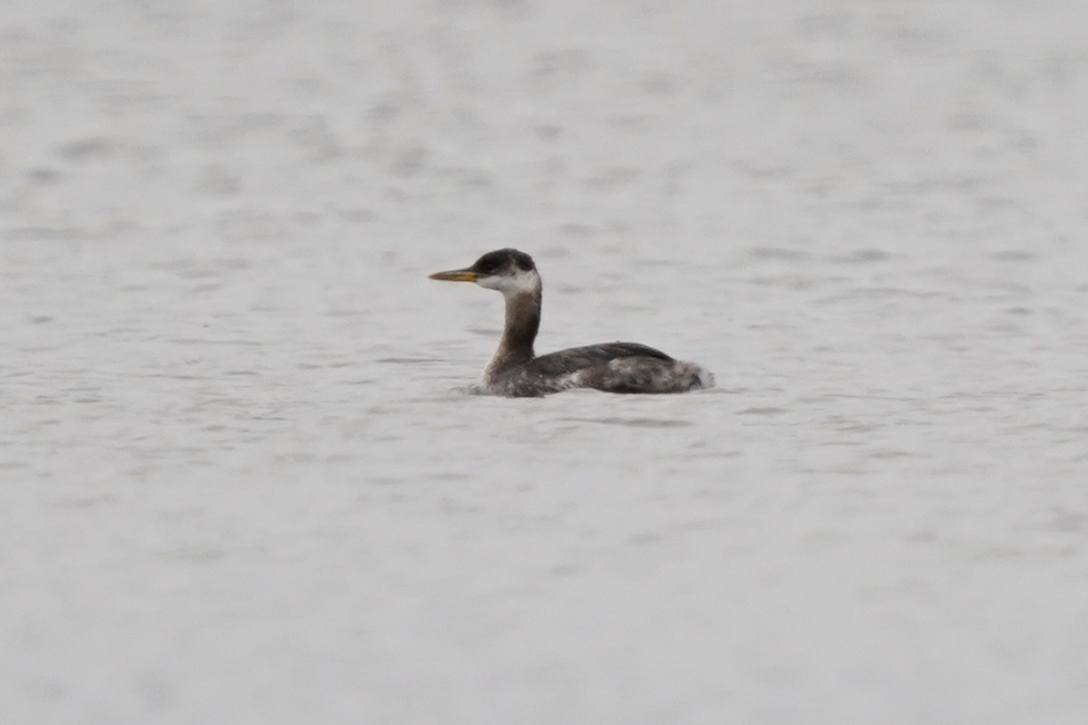 Red-necked Grebe - ML284491851