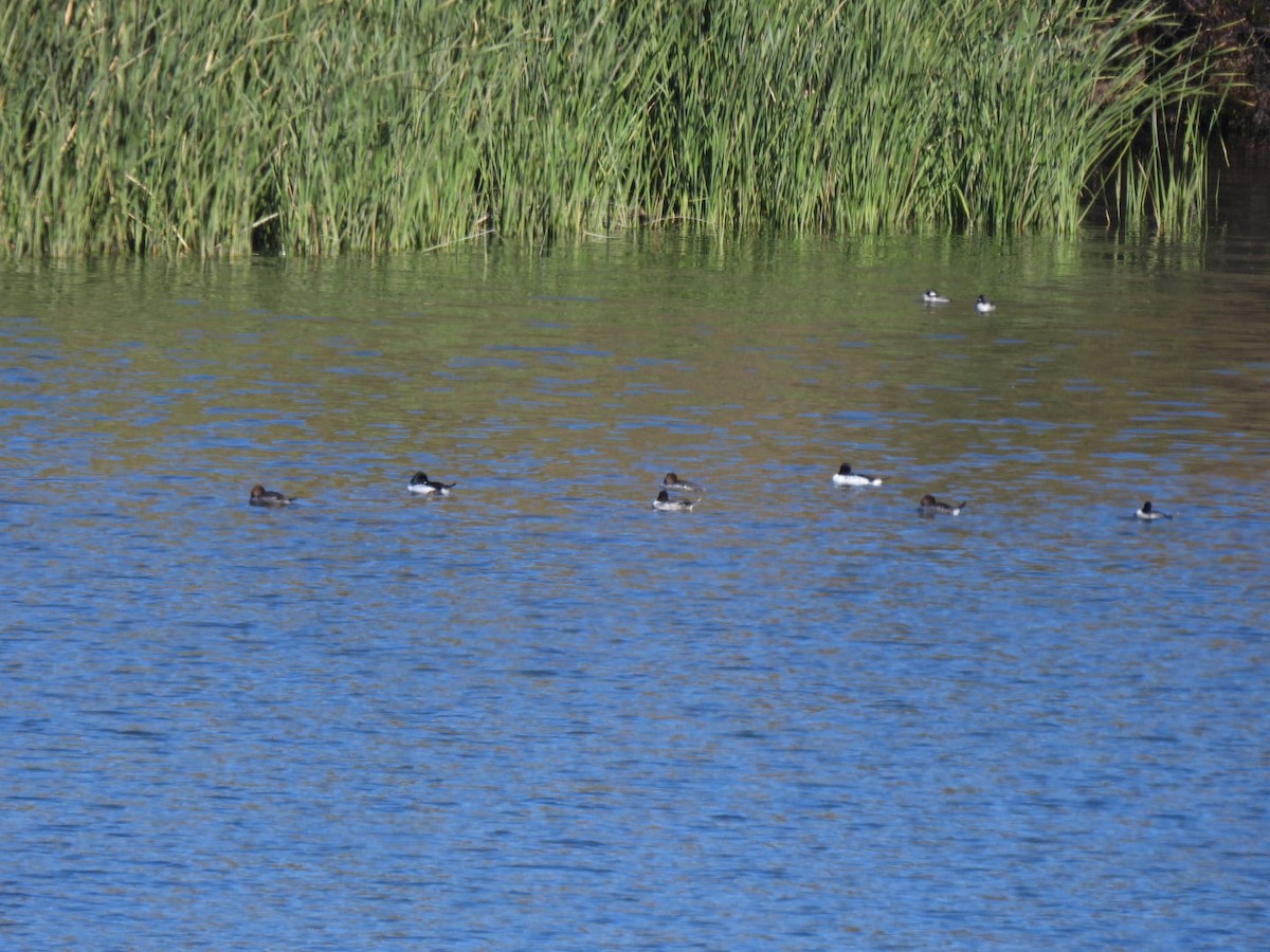 Common Goldeneye - ML284492821