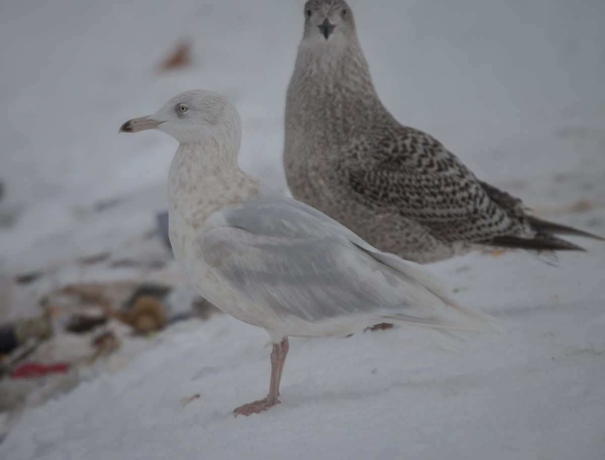 Glaucous Gull - ML284492941