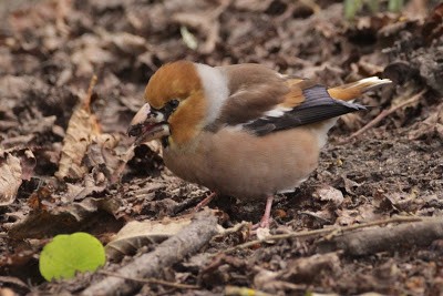 Hawfinch - ML284493891