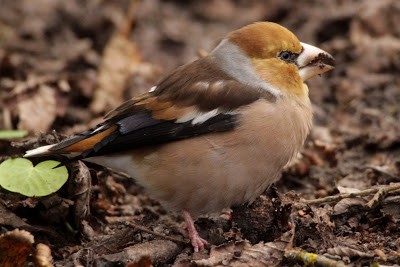 Hawfinch - ML284493911