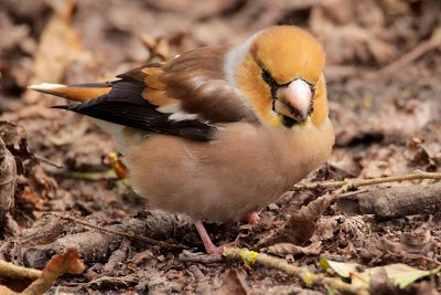 Hawfinch - ML284493931