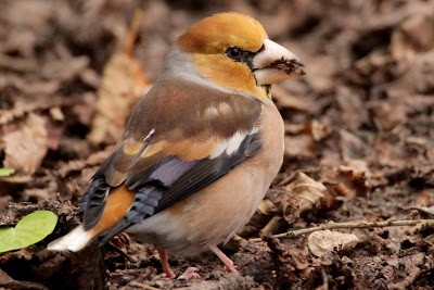 Hawfinch - ML284493941