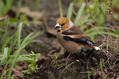 Hawfinch - ML284493961