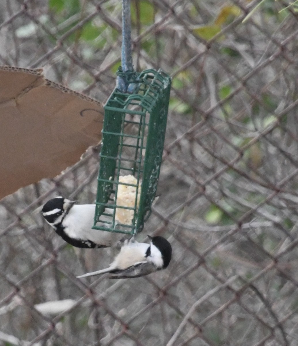 Black-capped Chickadee - ML284495801