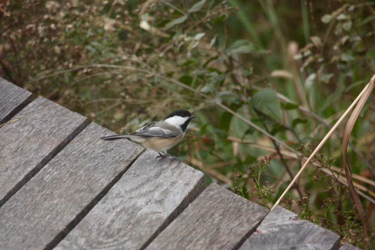 Mésange à tête noire - ML284495831