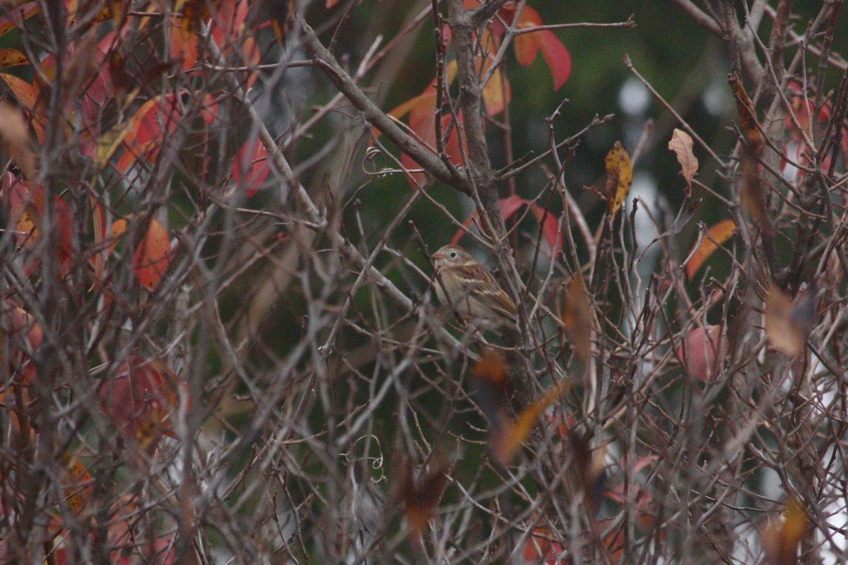 Field Sparrow - ML284495861