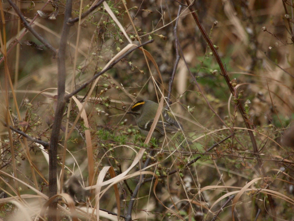 Golden-crowned Kinglet - ML284495951