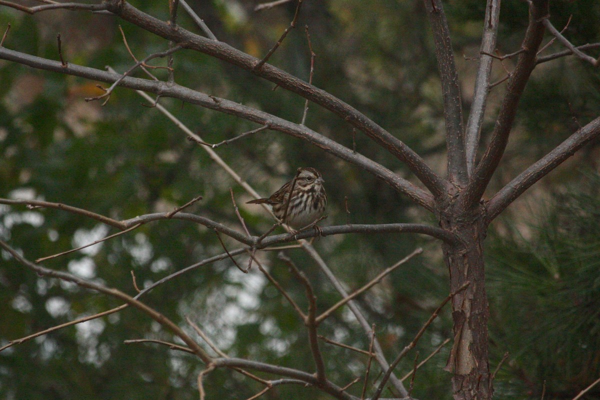 Song Sparrow - ML284496021