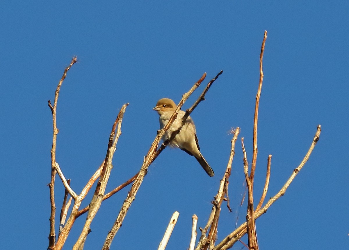 Northern Shrike - Greg Gillson