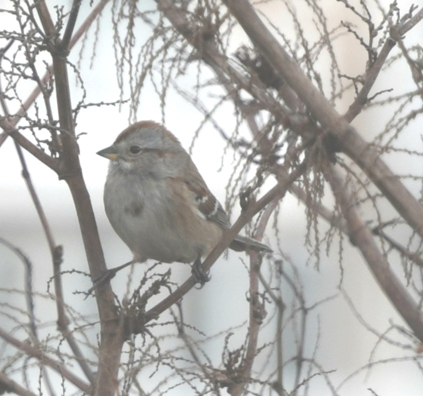 American Tree Sparrow - ML284496511