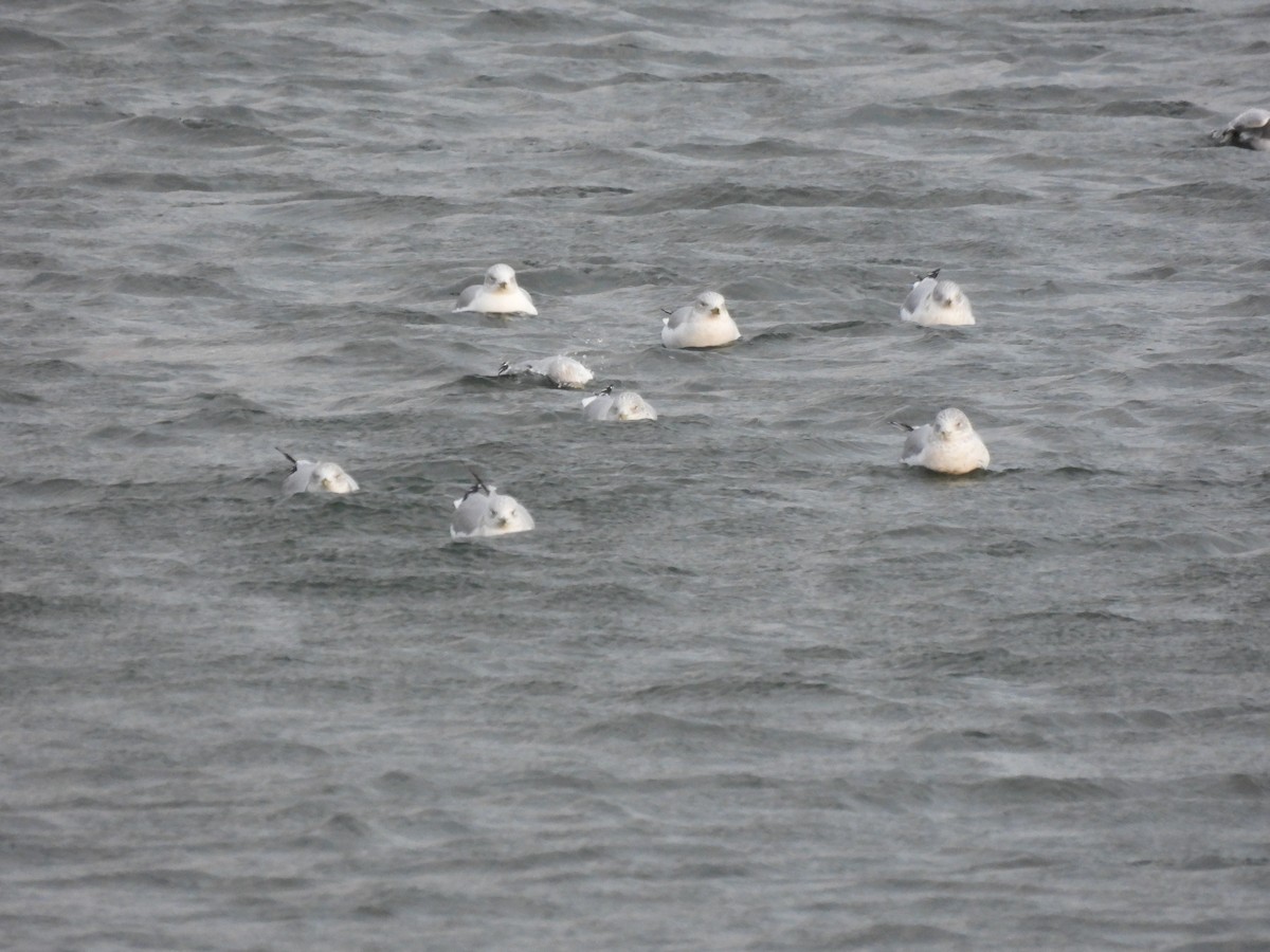 Ring-billed Gull - ML284499451