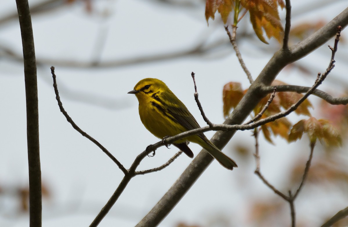 Prairie Warbler - ML28449971