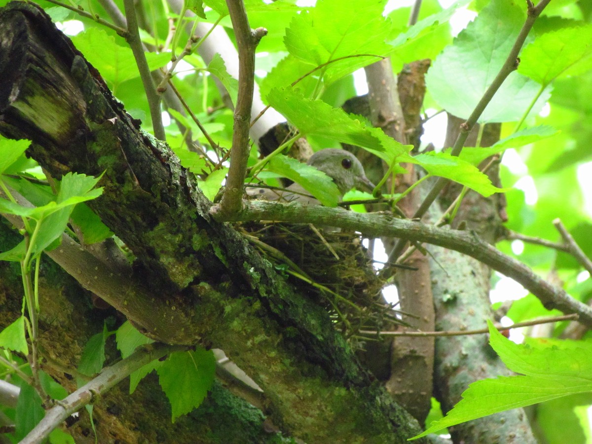 Ruddy Ground Dove - ML284500171