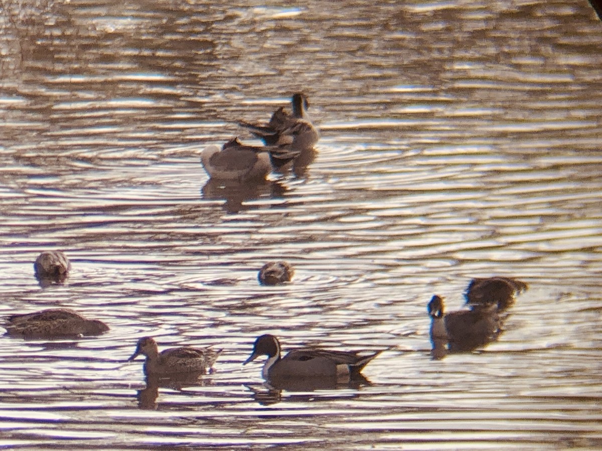 Northern Pintail - Craig R Miller