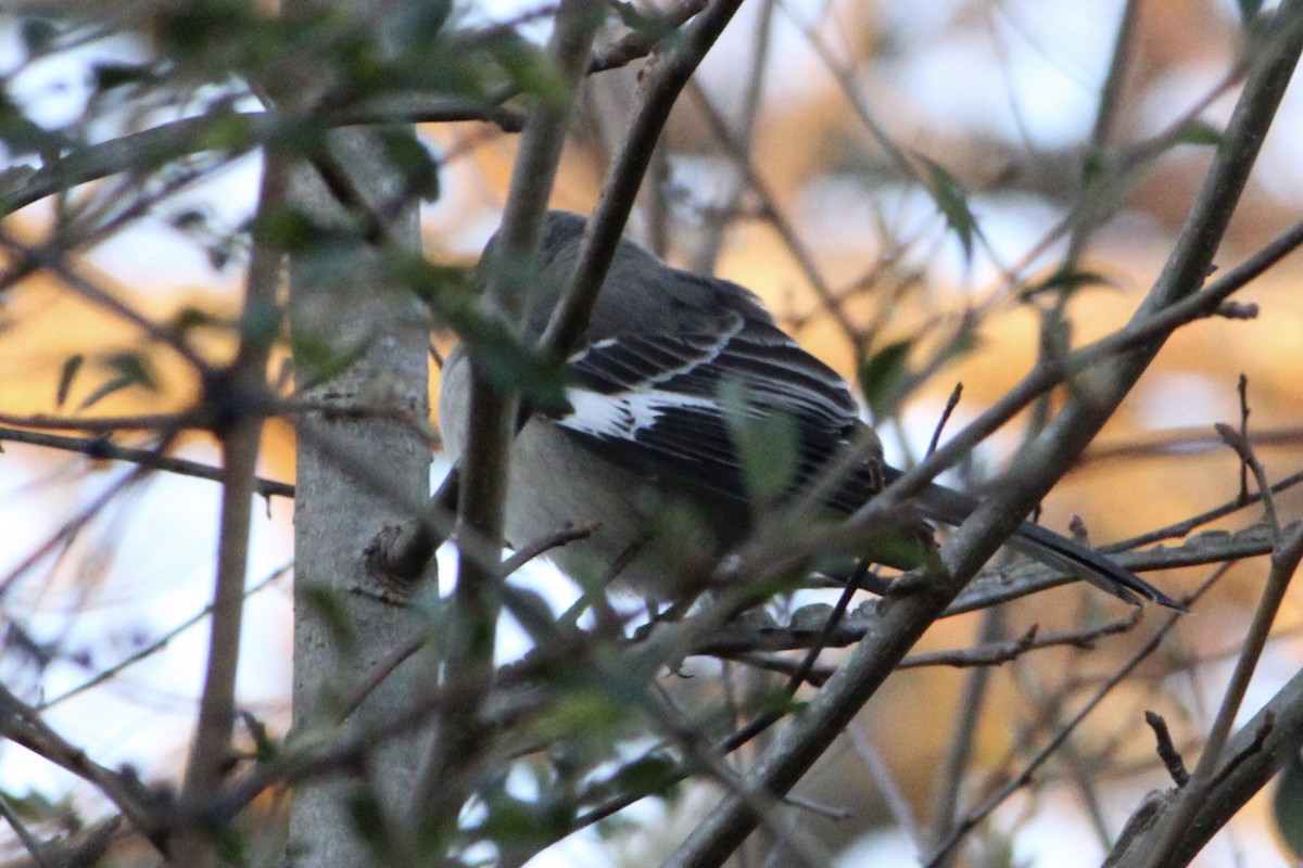 Northern Mockingbird - ML284501011