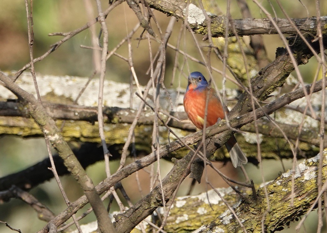 Painted Bunting - ML284501361