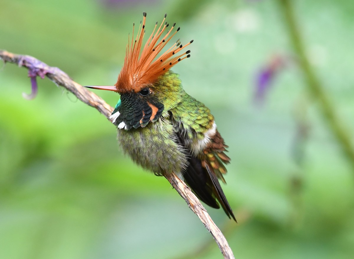 Rufous-crested Coquette - ML284502131