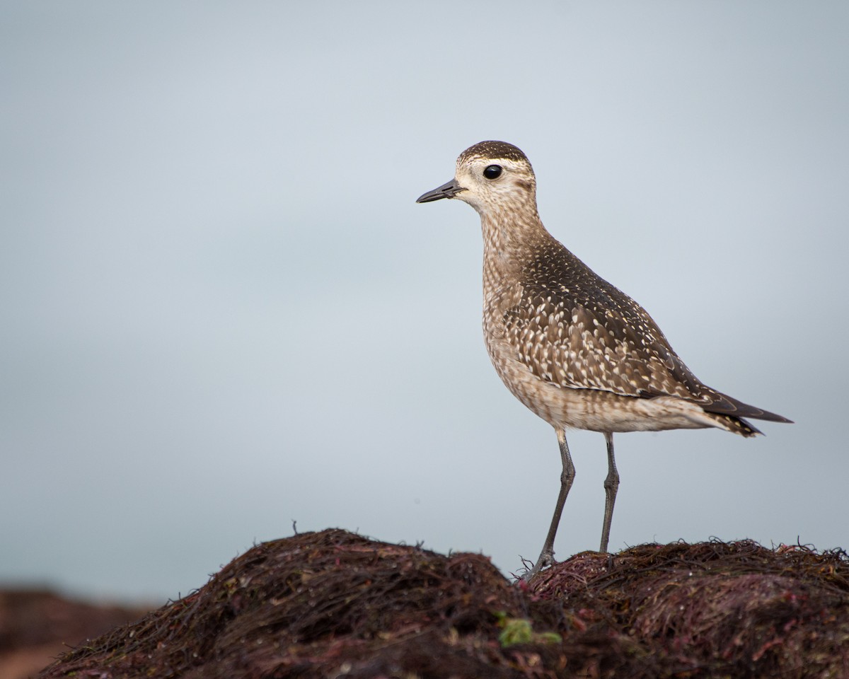 American Golden-Plover - ML284502501