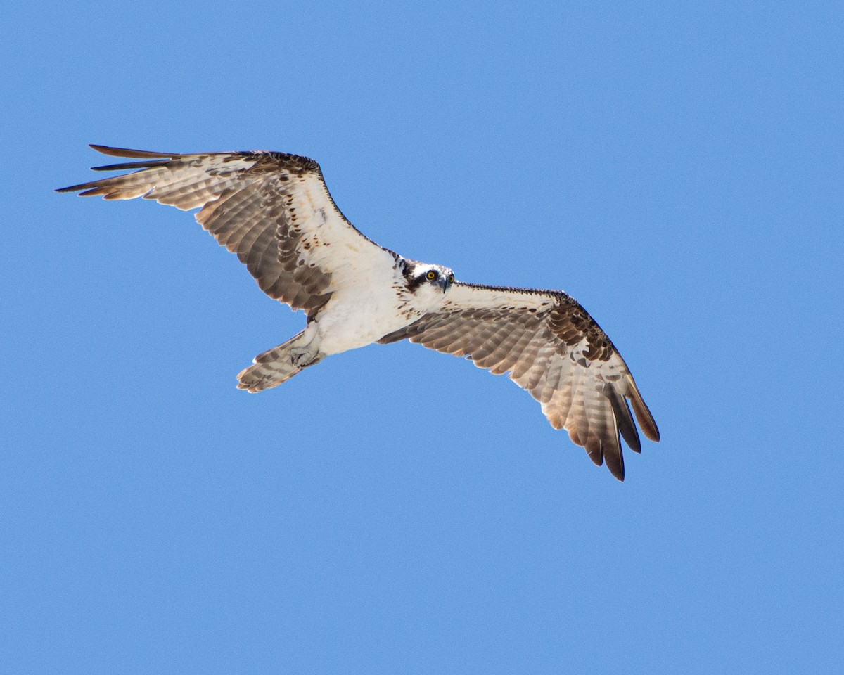 Osprey - ML284502561